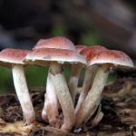 不夜城平台的崛起:改变了我们对夜间消费的认知 x700nb2